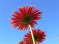 Gerbera back duo